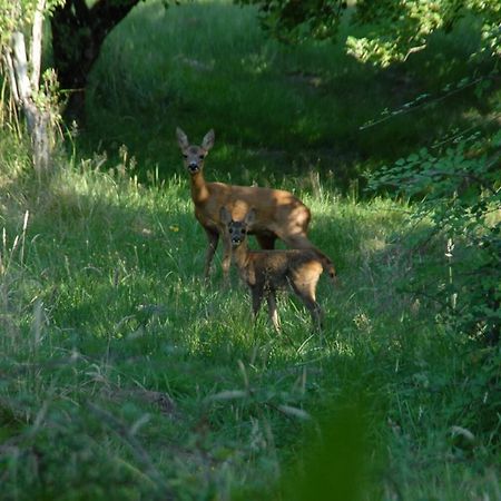 Le Terrier Blanc Βίλα Argenton Sur Creuse Εξωτερικό φωτογραφία